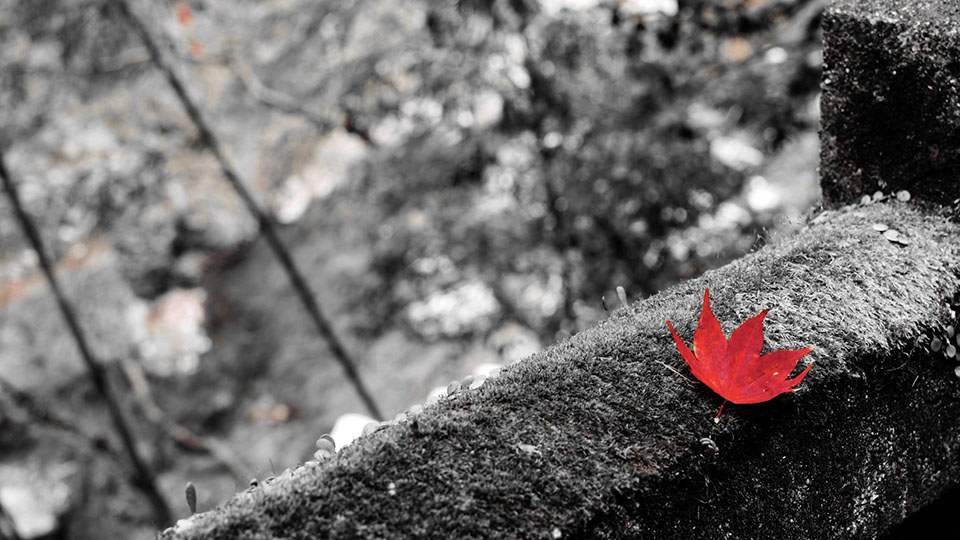 京都紅葉狩